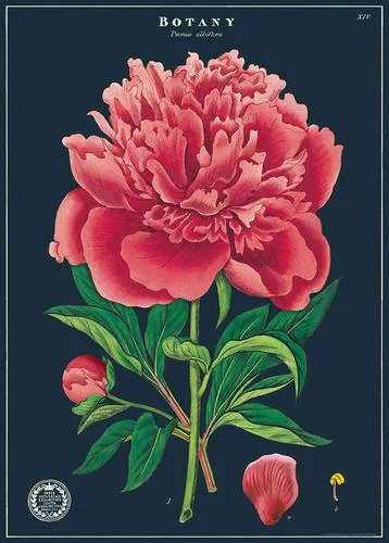 mewandcompany1931523