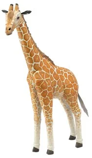 shoptherocket21966696